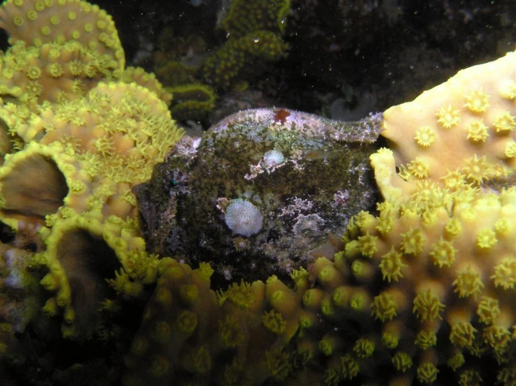 small octo pokes his head out from a colorful coral