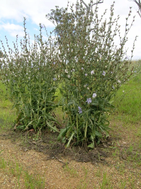 wildflowers in a meadow with lots of growth