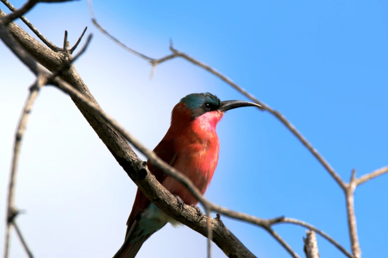 a colorful bird sits on a tree nch