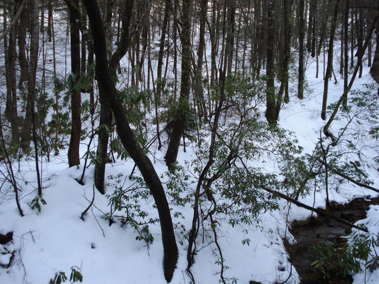 the trees have no leaves on them in the snow