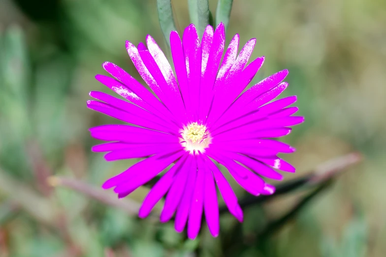 a purple flower in front of green foliage