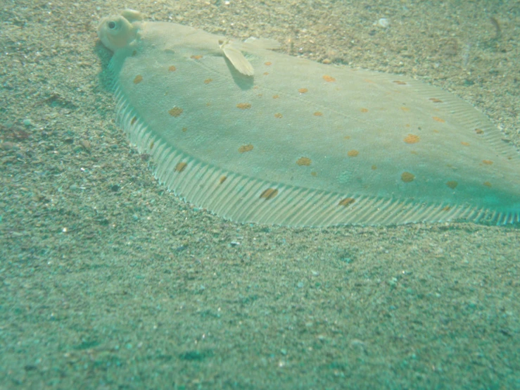 a picture of a very large ocean animal laying on the sand