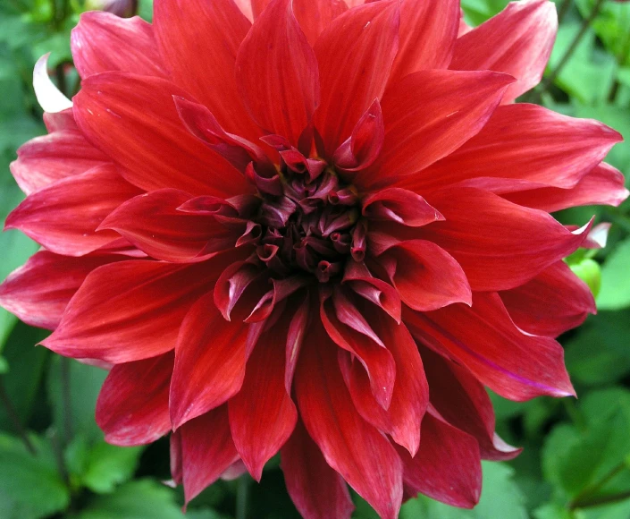 the large, red flower has many leaves