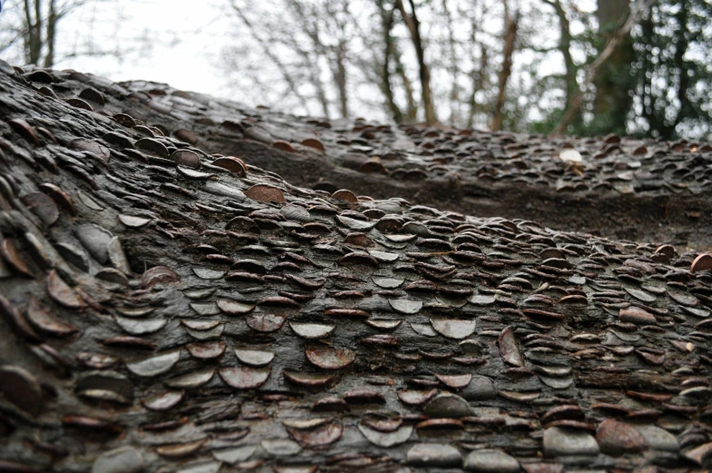 a closeup of coins that are sitting on top of a tree