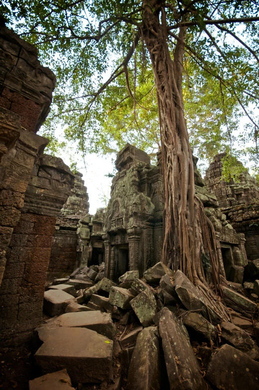 some trees grow on the rocks and boulders