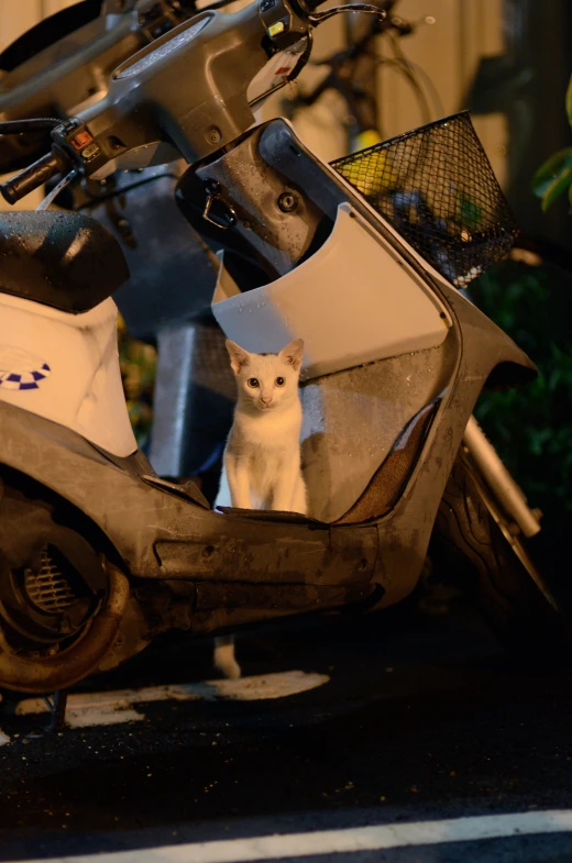 a white cat is looking down from a motorcycle