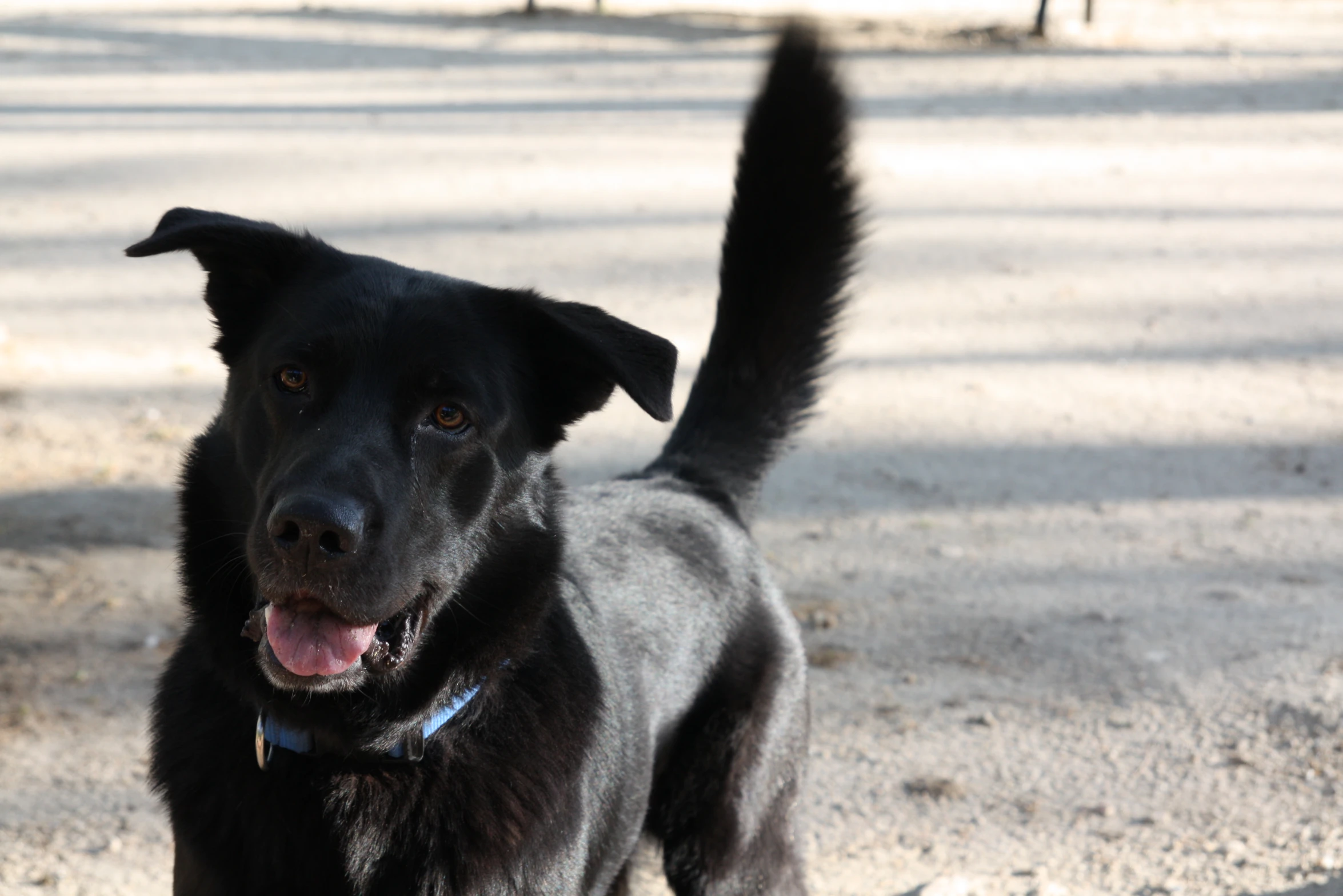 the dog is standing with his tongue hanging out