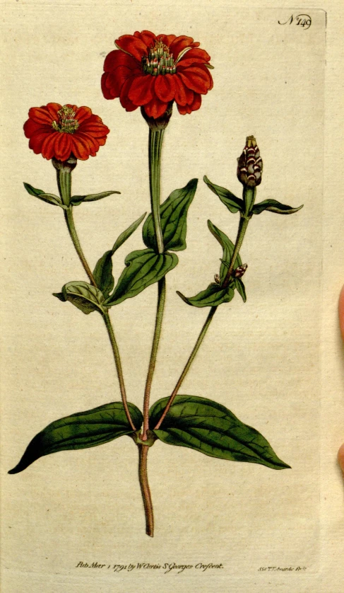 a drawing of a stem with flowers in it