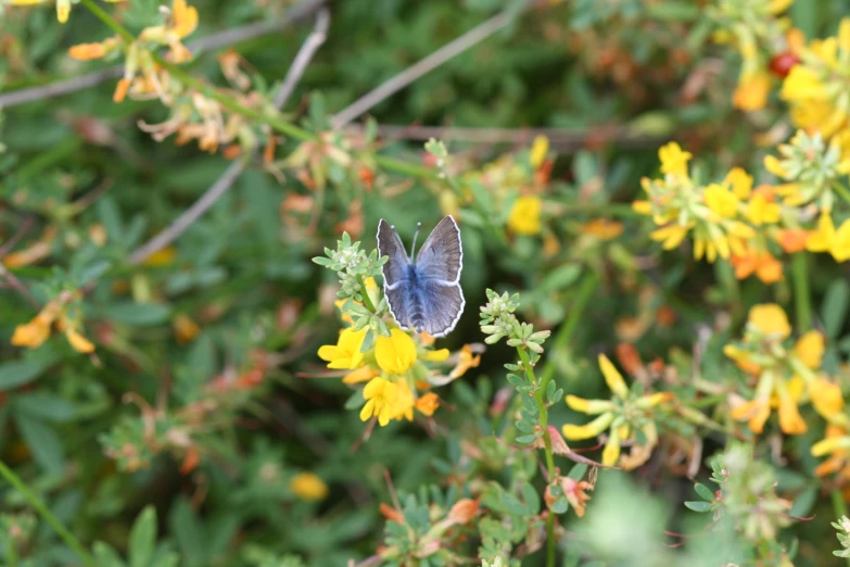 small blue erfly perched on yellow flowers in the sun