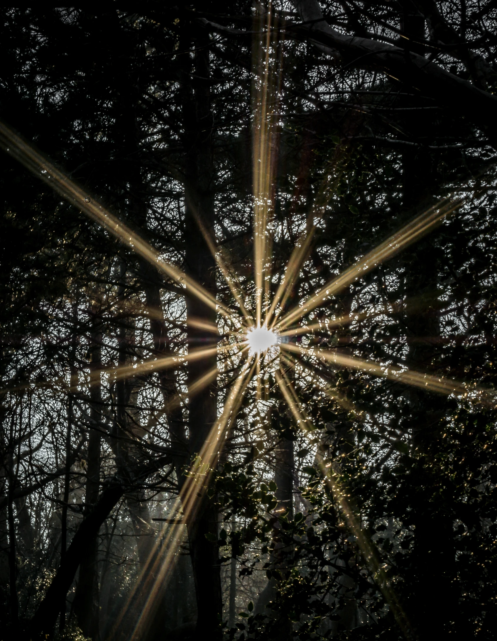 a sun shining through some trees with the camera flash in the middle