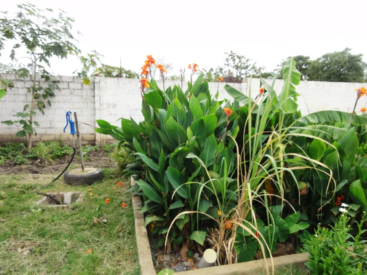 an exotic plant grows out of its own garden