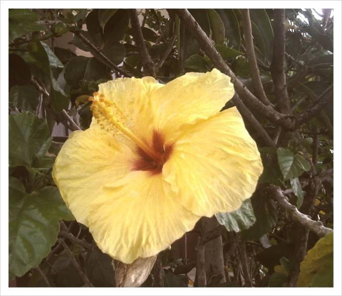 a yellow flower is shown with lots of leaves around it