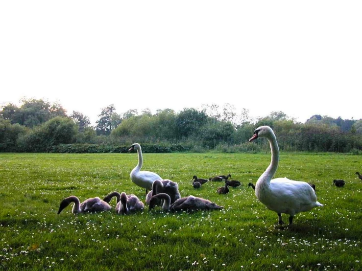 some birds and their babies in a big grassy field