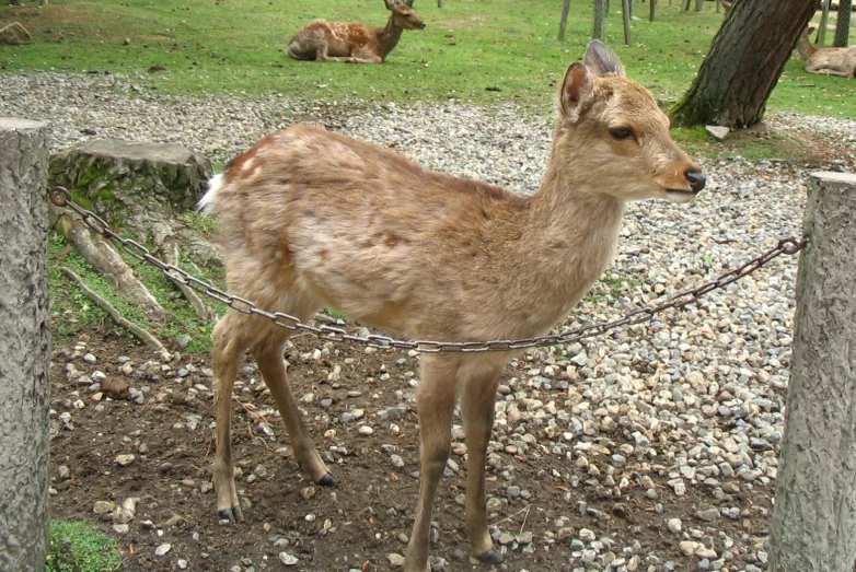 a deer on some rocks by a fence