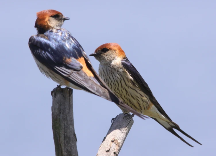 two colorful birds perched on top of wooden poles