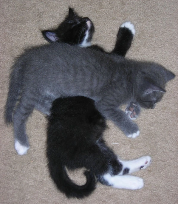 two gray cats lie together on the floor