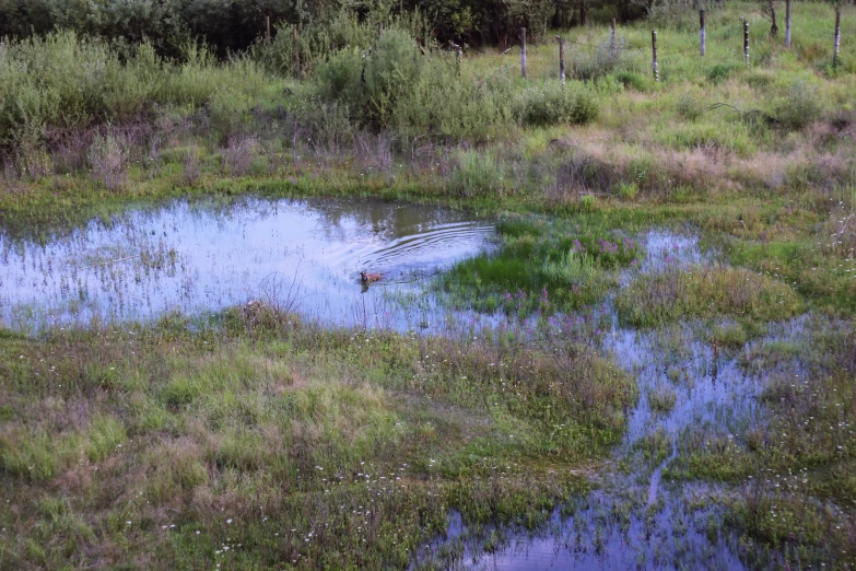 a fire hydrant sprinkling water in a flooded, grassy area