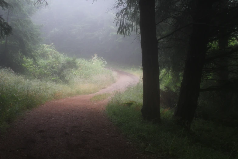 a misty path is next to some trees