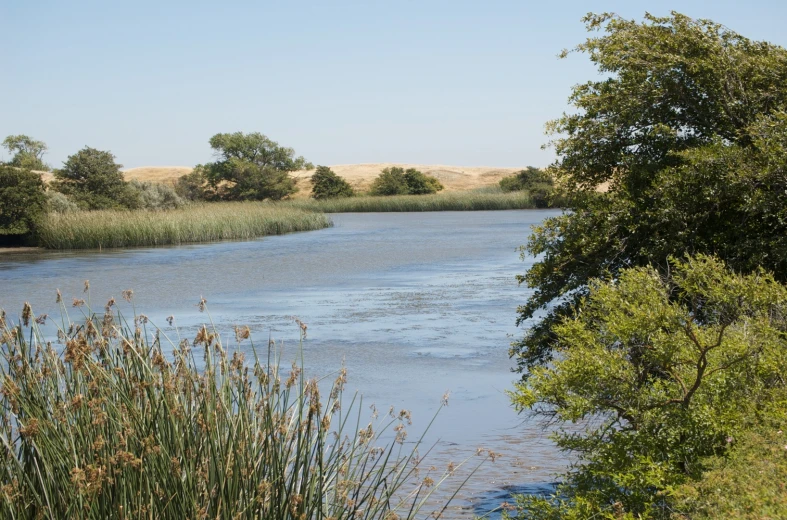 the river has clear blue water and lots of trees