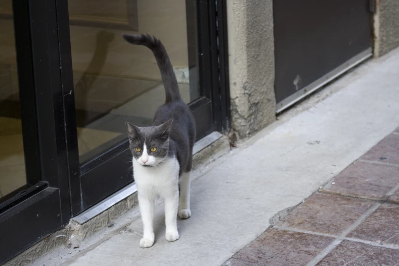 a gray and white cat with yellow eyes standing by the door