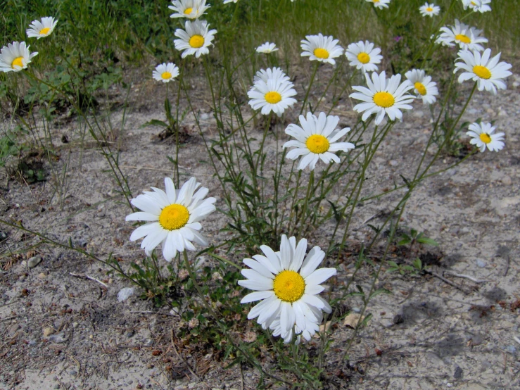 a field of white daisies growing in the sand