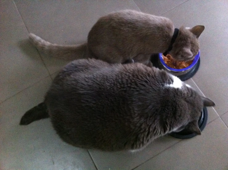 a gray cat eating food out of a dish