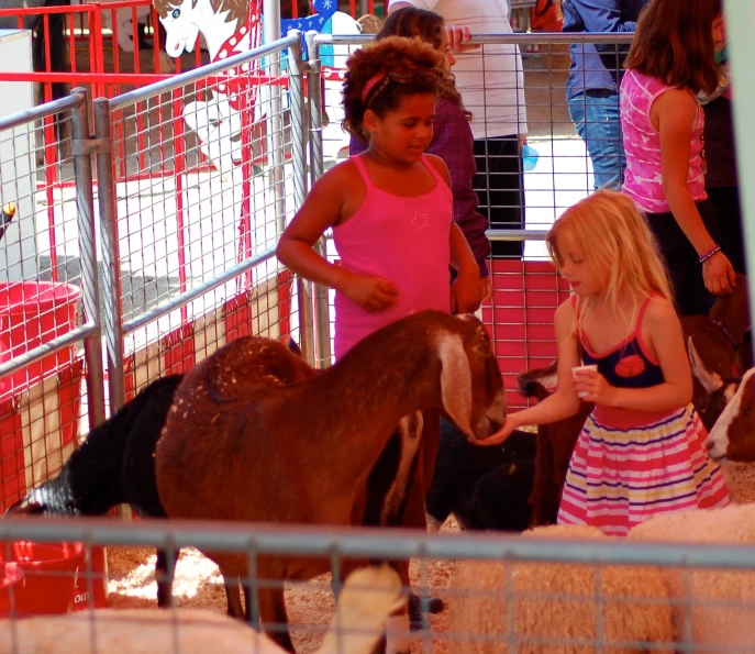 two s standing in the zoo with some animals