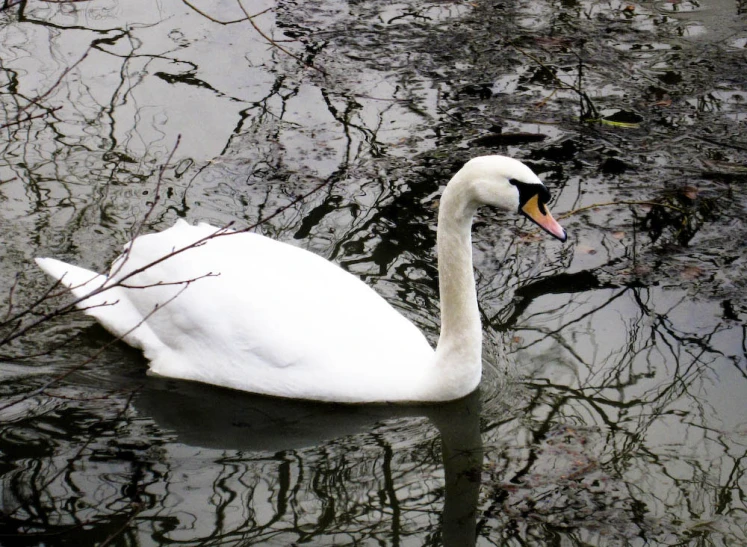 a white swan is floating in the water with its beak hanging out