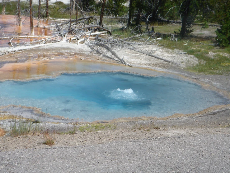 a large, colorful pool of water near the forest