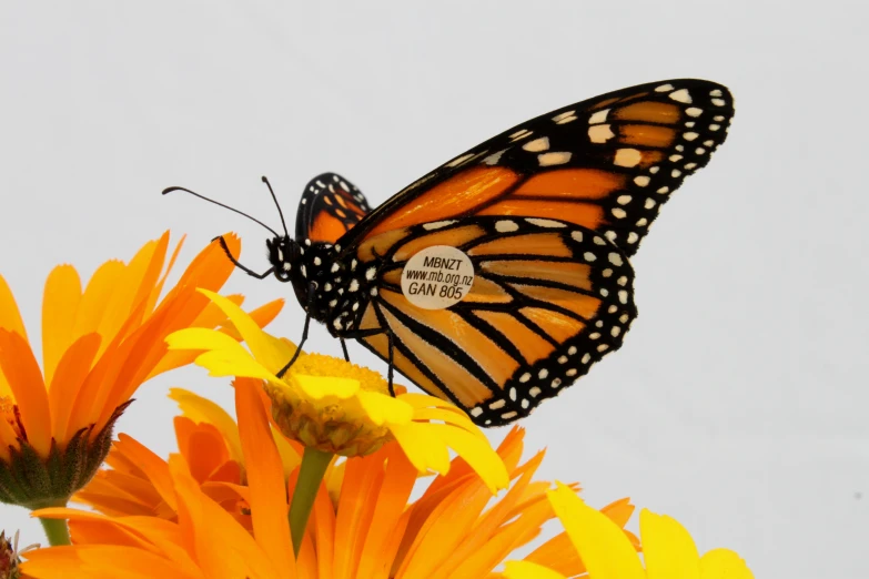 a monarch erfly sits on a flower