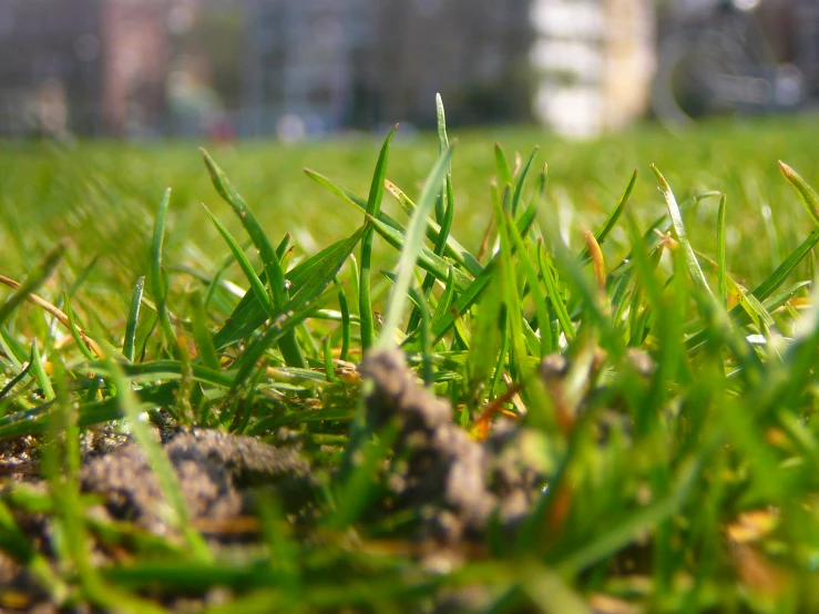 green grass with some small rocks and soing else