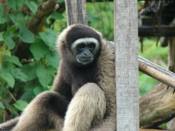 a close up of a monkey looking at soing