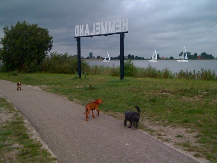 a dog and two small dogs are standing on the side of the street with a banner in front of them