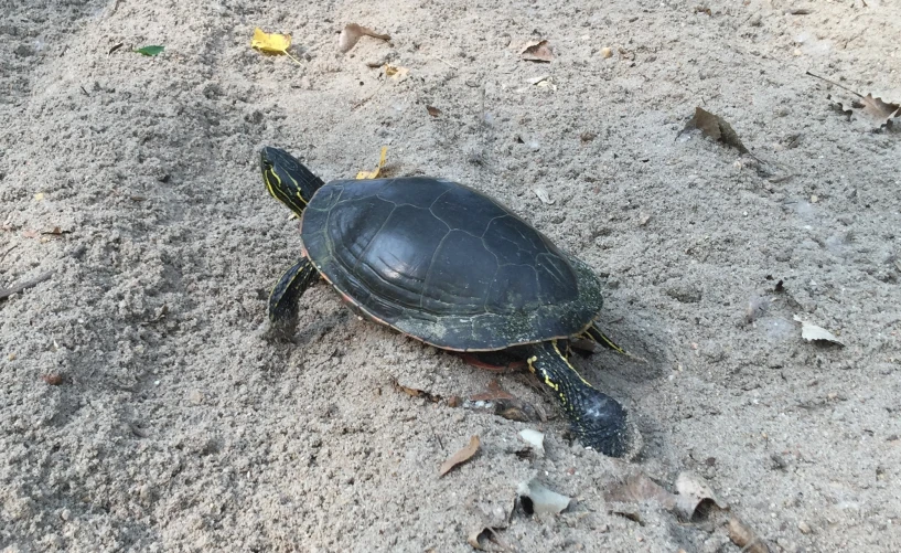 a green turtle sitting on the sand outside