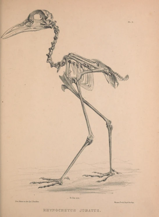 an antique illustration of a bird with a large beak