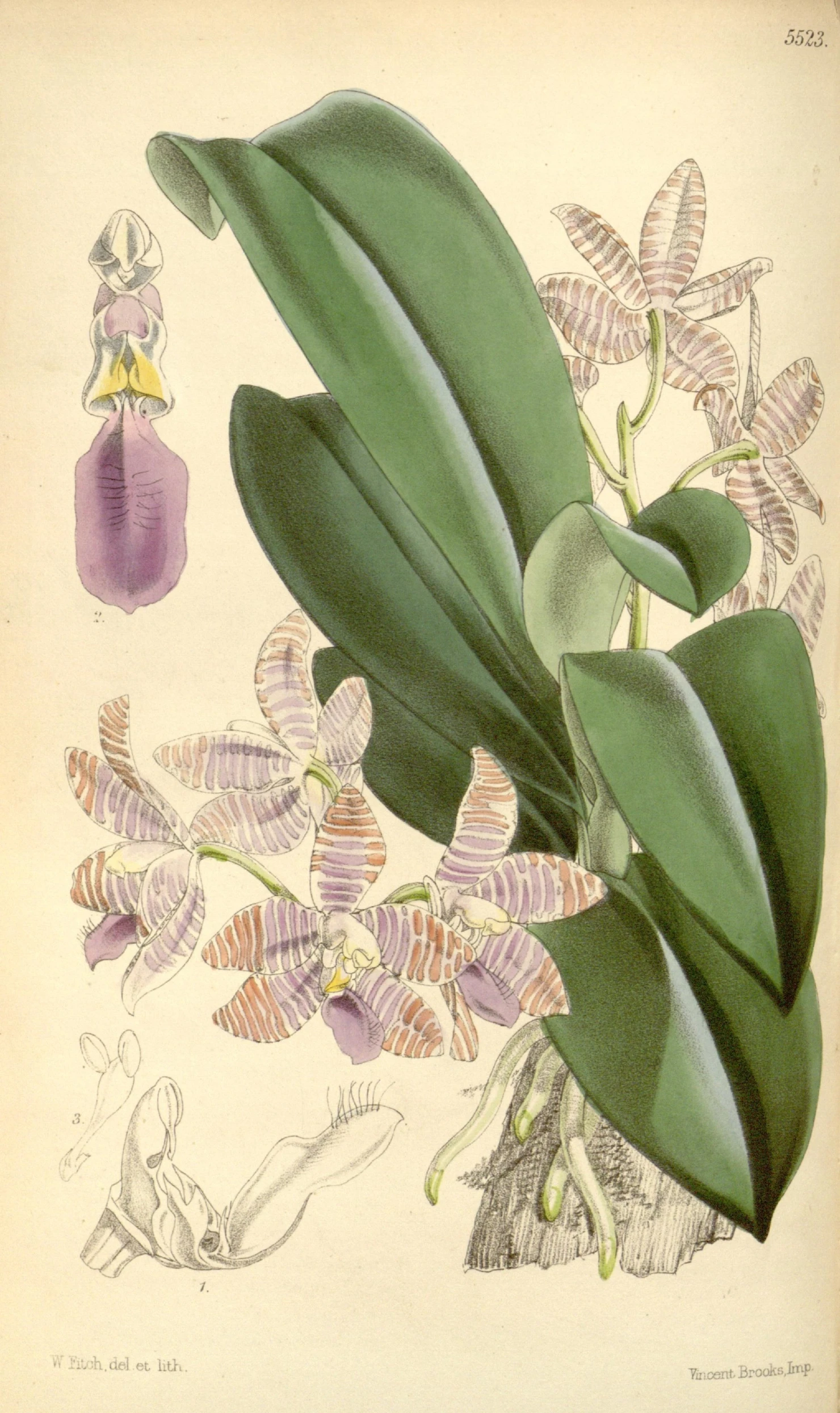 an illustration of an early botanical drawing