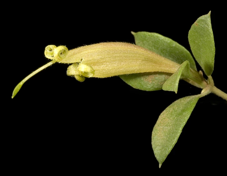 this is a close up of a flower and the bud