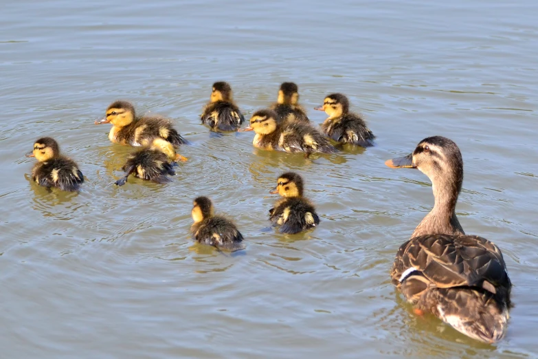 several ducklings are swimming on the surface of water