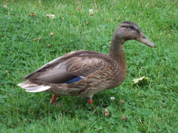 a duck stands alone on a lawn