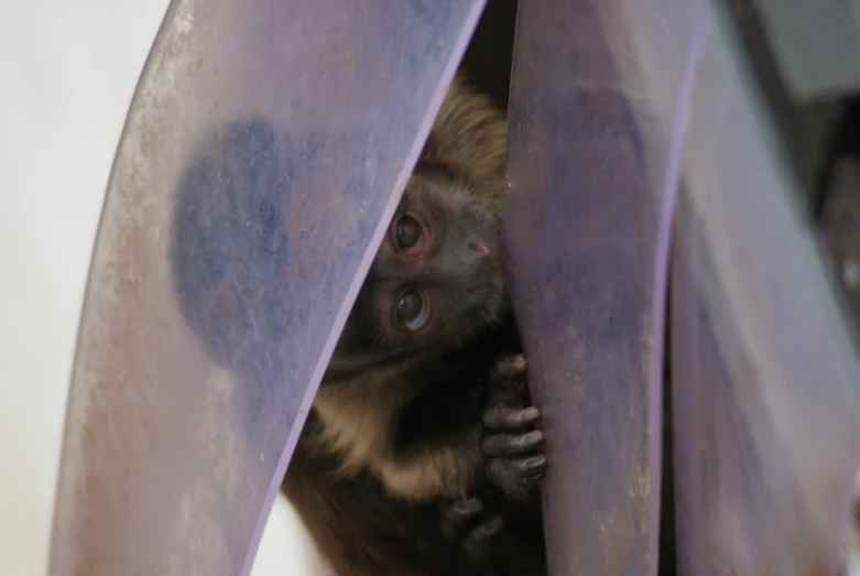 a small monkey peering out from behind purple chairs