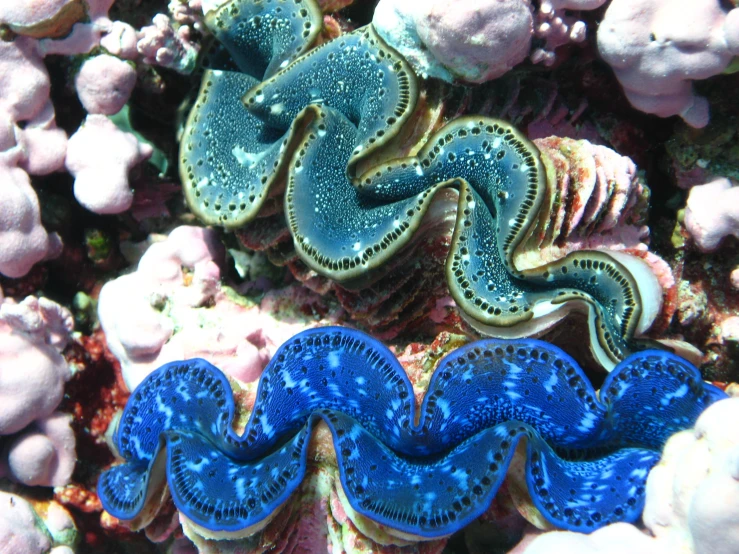 this is an image of a closeup of marine life
