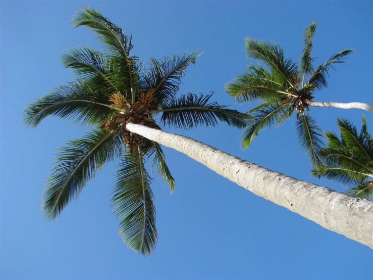 two palm trees standing in the wind under a blue sky