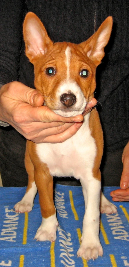 a close up of a dog being held by a person