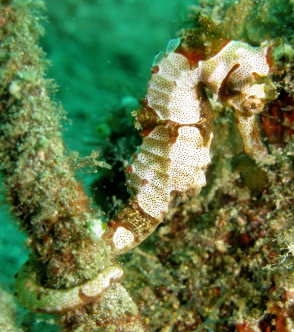 a seaweed in the water next to some algae