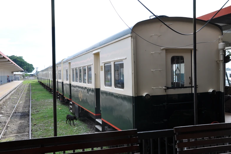 a white and green train on the tracks