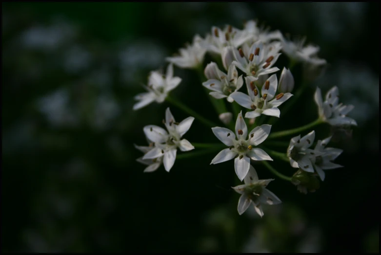 some flowers in the middle of a garden