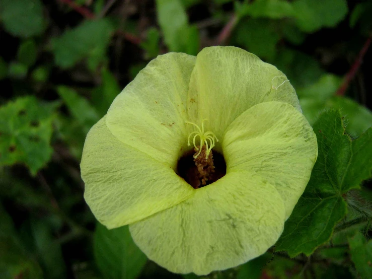 this is a bright yellow flower with green leaves in the background
