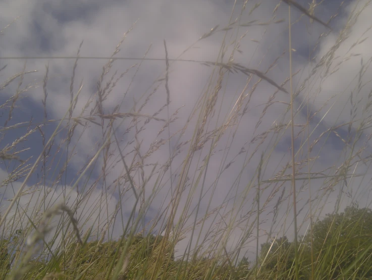 reeds are on the grass and the sky is in the background