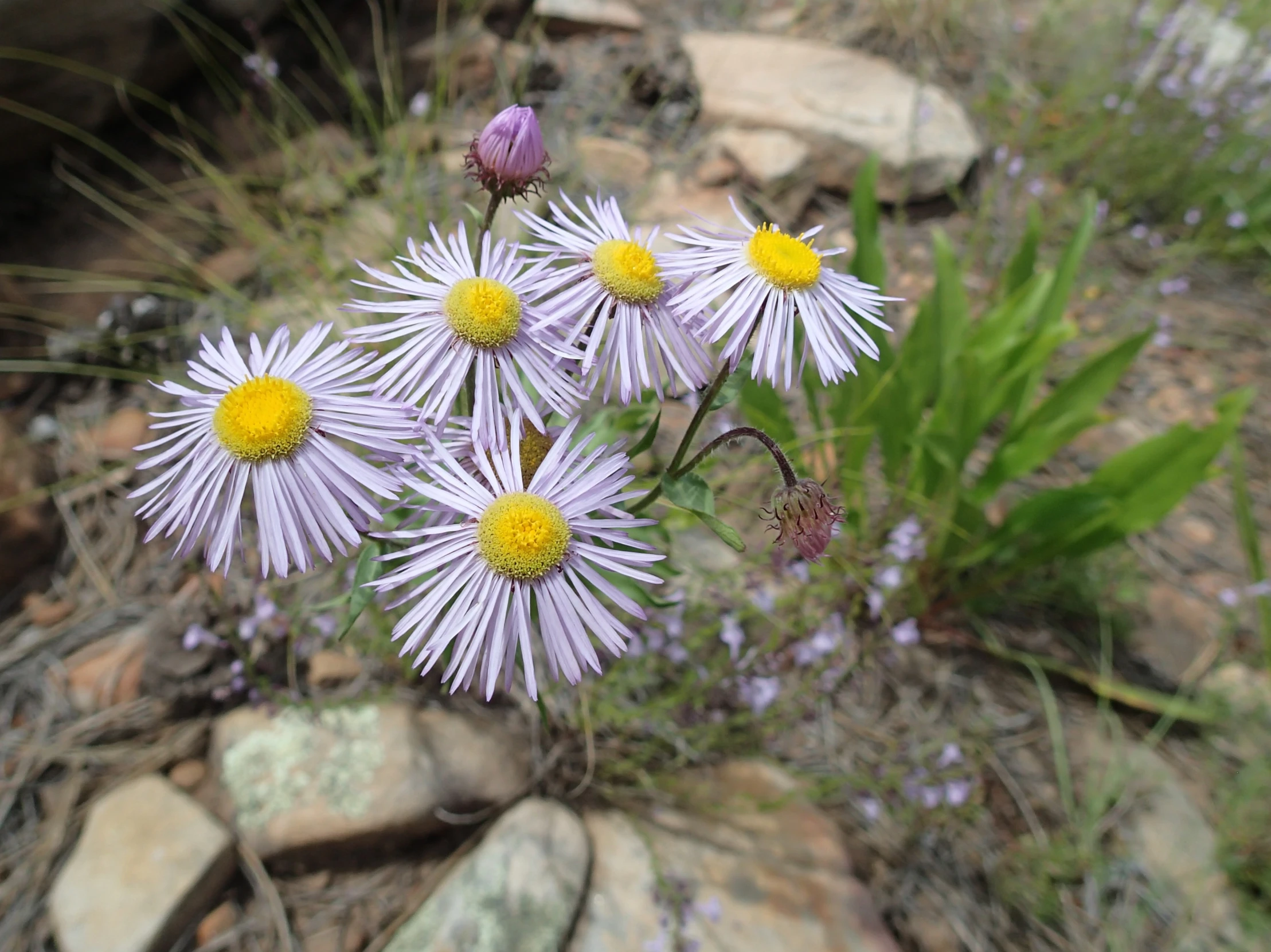 a group of wild flowers sit near rocks and vegetation