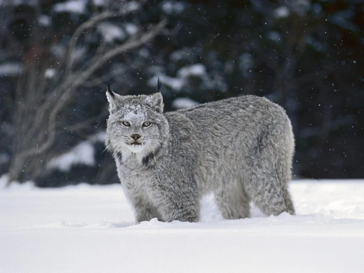 a lynx is walking through the snow in winter